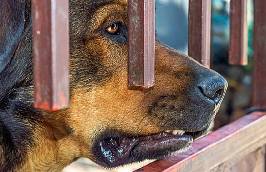 Как защититься от нападений агрессивных собак?