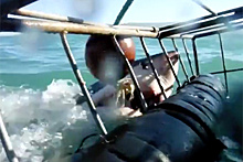 Покусавшую клетку с туристами акулу сняли на видео