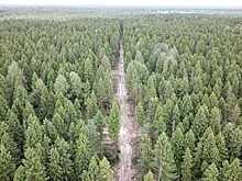 Вологодская область стала третьей по запасу лесов в Северо-Западном округе