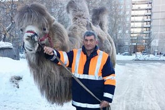 Уральский верблюд борется с алкоголиками