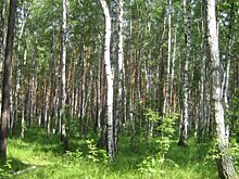 Комиссия из Москвы проверит объемы незаконных вырубок пензенских лесов