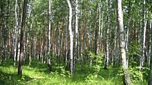 Комиссия из Москвы проверит объемы незаконных вырубок пензенских лесов