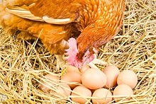 Россия увеличит производство яиц и мяса птицы в 2024 году &ndash; Минсельхоз