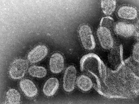 Российские учёные создают препарат против гриппа на основе корня солодки