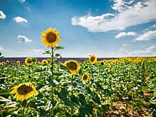 Аграрии Юга России начали уборку подсолнечника, площади останутся без сокращений