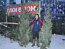 Как выбрать настоящую и искусственную елку