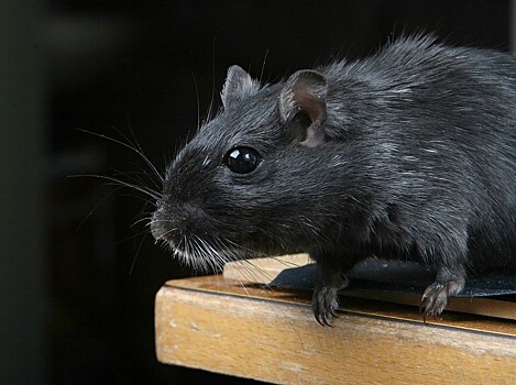 В российских сосисках обнаружили когти крыс