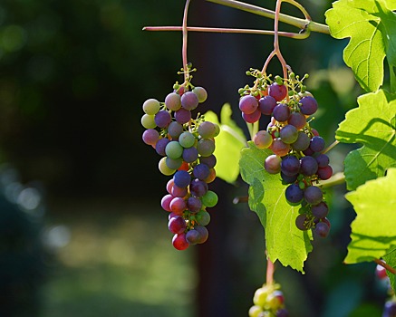 Анапские виноградники потеряют до 20% урожая из-за непогоды