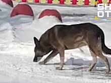 Раскрыта судьба ставшей причиной увольнения курьера «Додо Пиццы» собаки