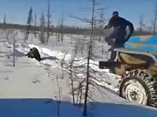 В промзоне на юге Москвы нашли двух львят