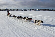 По льду Онего на собаках: вызов самим себе и природе бросили 12 немецких туристов