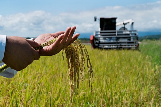 В РФ хотят продлить ограничения по экспорту риса и рисовой муки