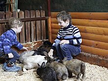 Эксперт Казаков: решение о создании живых уголков должна принимать сама школа