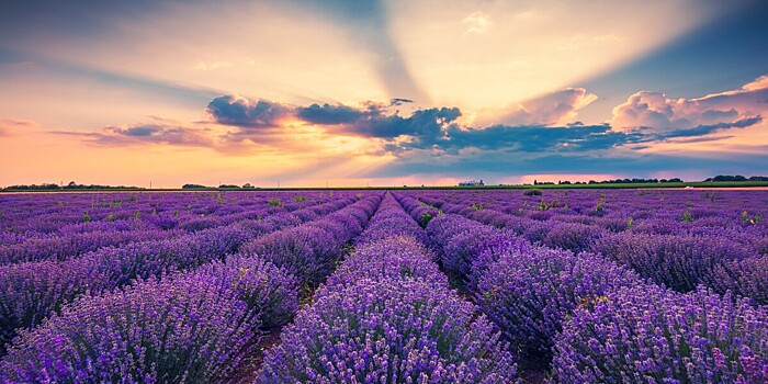 Фестиваль лаванды в Азербайджане: бескрайние поля окрасились в фиолетовый цвет
