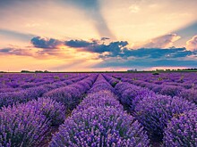 Фестиваль лаванды в Азербайджане: бескрайние поля окрасились в фиолетовый цвет