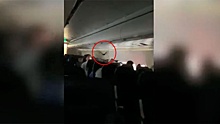 Летучая мышь испугала пассажиров самолета