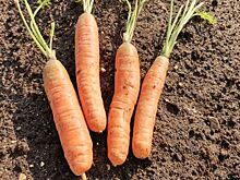 Производство моркови в Ставропольском крае основано на современных технологиях и урожайных гибридах