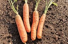 Производство моркови в Ставропольском крае основано на современных технологиях и урожайных гибридах