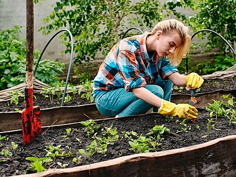 Депутат Оглоблина: август является идеальным месяцем для посадки зелени и пряных трав