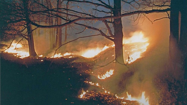 На виновников пожаров в Приморье завели уголовные дела