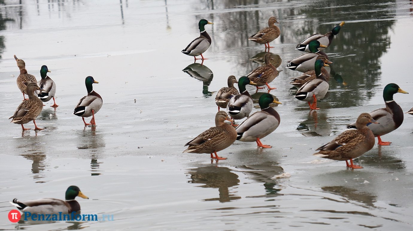 Подготовка к паводку: в Пензе на опоры мостов нанесли отметки