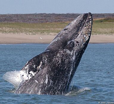 Ко Дню морских млекопитающих вышел новый доклад о серых китах