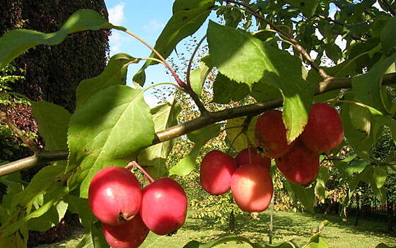 Яблони дикие и не очень, или Где вы, крэбы?