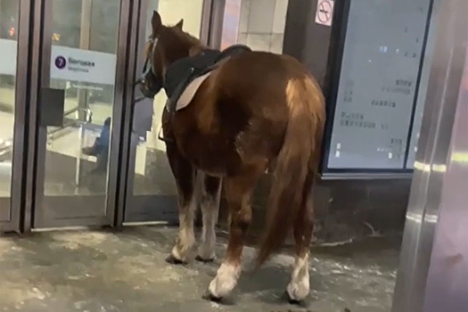 «Конь без пальто» у метро в Москве развеселил россиян