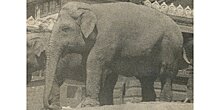 Деревянные бивни и мышцы из соломы: как создавали чучела слонов в Дарвиновском музее