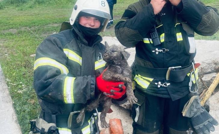 В Курске пожарные спасли щенка