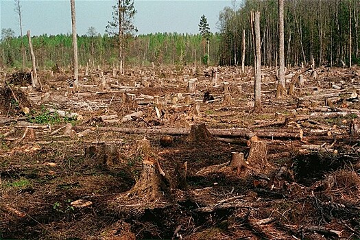 Крупную контрабанду леса пресекли под Иркутском