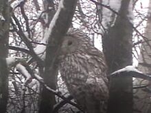 Загадочное появление огромной совы у костромской школы вызвало множество желаний. Видео в заметке