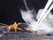 В Чувашии впервые обнаружили жука-бомбардира