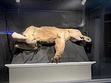 Яна вызвала ажиотаж на ВЭФ: из Якутии привезли самого древнего мамонтенка возрастом более 100 тыс. лет