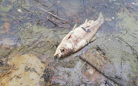 Крупная рыба погибла в пруду под Рязанью