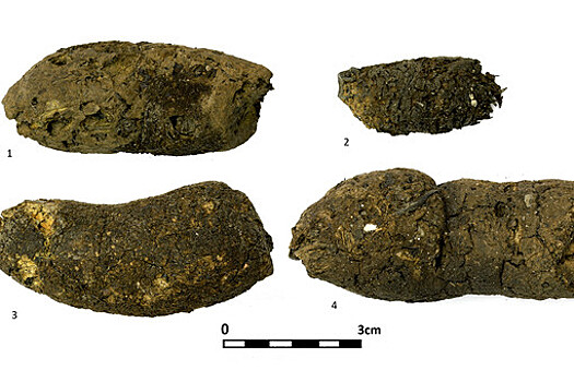 Окаменевший кал раскрыл рацион древних собак Смоленской области