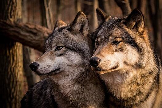 "Преданнее многих людей", волк не бросил волчицу, угодившую в ловушку браконьеров