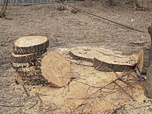 На территории Парка Победы собираются вырубить и обрезать почти 20 деревьев