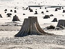 ООН призывает срочно реформировать экономику в борьбе с климат-кризисом