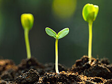Могут ли простые опилки сделать почву плодороднее