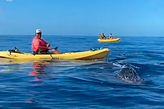 Туристы столкнулись в море с огромным китом и закричали от страха