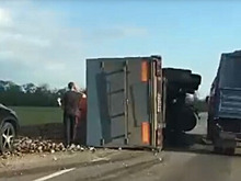 На трассе в Краснодарском крае перевернулся груженный свеклой КамАЗ