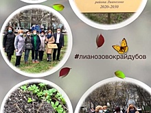 Высаженные прошлой осенью в Лианозове дубки отлично пережили зиму