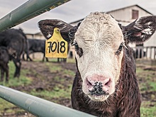 Минсельхоз назвал регионы &ndash; лидеры по маркированию сельхозживотных