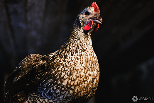 Строительство птицефабрики под Казанью обернулось уголовным делом