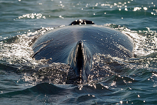 Четыре туриста пострадали из-за атаки кита в Австралии