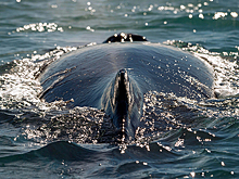 Четыре туриста пострадали из-за атаки кита в Австралии