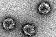 Обнаружены превращающие в «зомби» вирусы