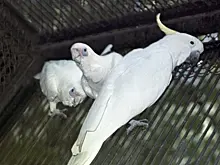 В США попугай сдал полицейским хозяйку, которая убила своего мужа