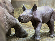 В ЮАР суд высказался за возобновление экспорта из страны рогов носорога